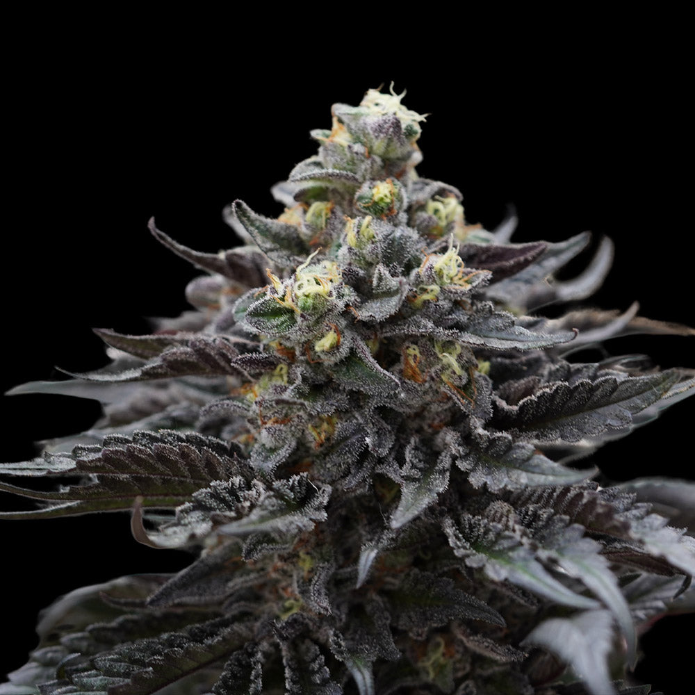 Direwolf by Ziplock Seeds