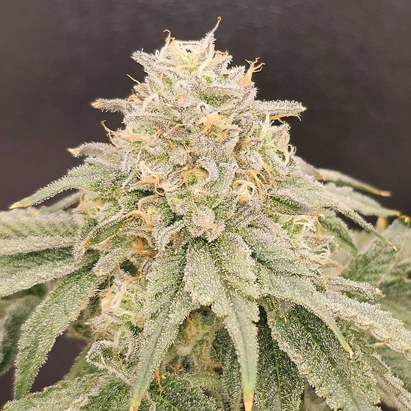 ZiZi V3.0 by Karma Genetics