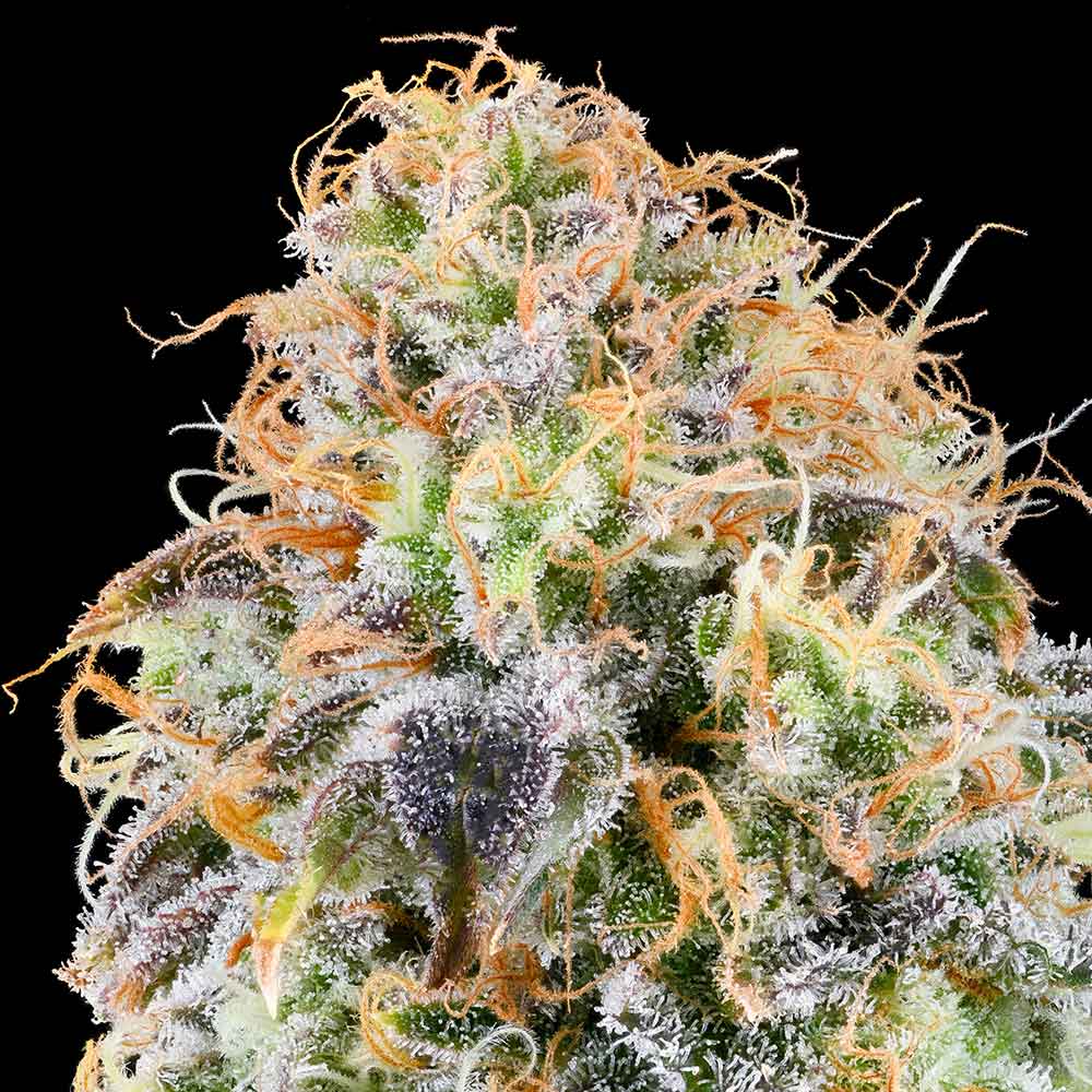 Zkunk by Grounded Genetics