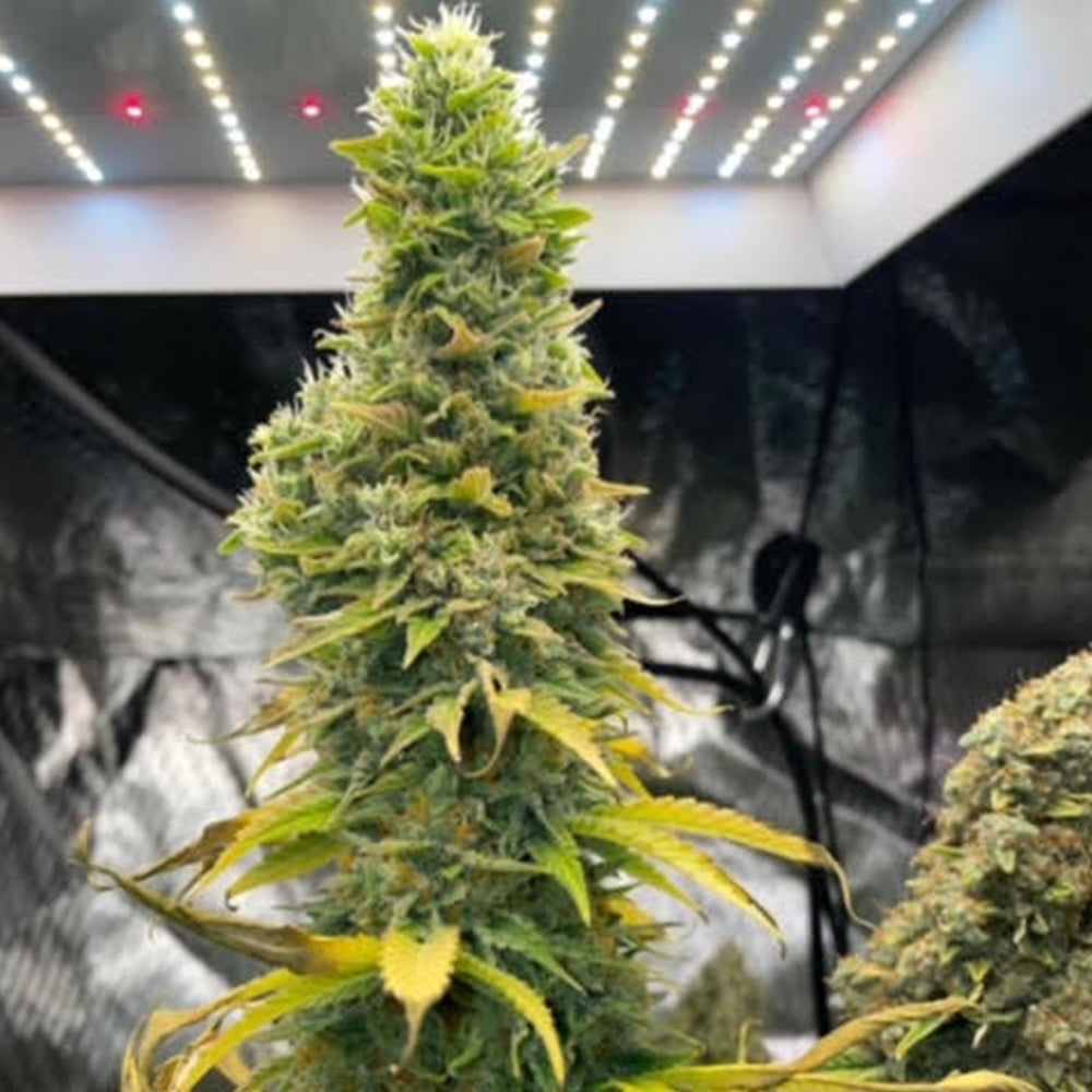 Zlue by GG Genetics