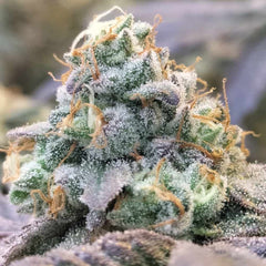 Zlurpi Feminized Cannabis Seeds by Grounded Genetics