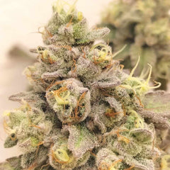 Zlurpi Feminized Cannabis Seeds by Grounded Genetics