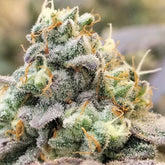 Zlurpi Feminized Cannabis Seeds by Grounded Genetics