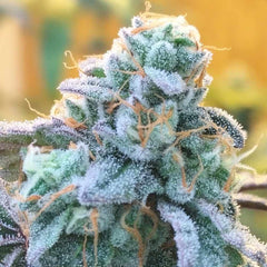 Zlurpi Feminized Cannabis Seeds by Grounded Genetics