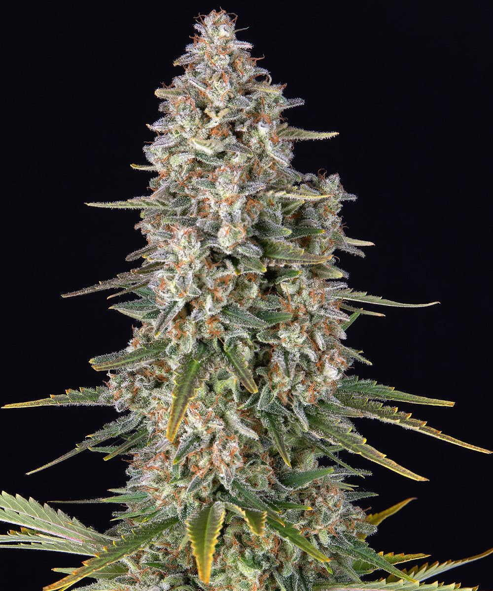 Pineapple Chunk by Barneys Farm