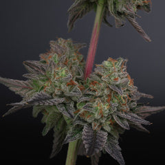 Zowahh V2.0 Regular Cannabis Seeds by Karma Genetics