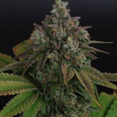 Zowahh V2.0 Regular Cannabis Seeds by Karma Genetics