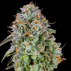 Zunami Feminized Cannabis Seeds by Grounded Genetics