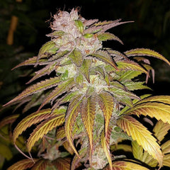 1 Dog Jab Regular Cannabis Seeds by Connoisseur Genetics