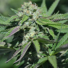 Caramel Pinaz Regular Cannabis Seeds by Plantinum Seeds - Terp Hogz