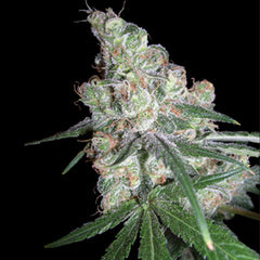 Randy Zavage Regular Cannabis Seeds by Dark Horse Genetics