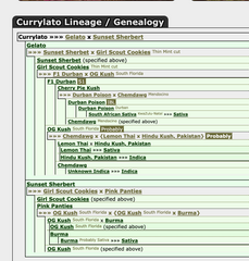 Sunlato AKA Currylato Female Cannabis Seeds by The Plug Seedbank