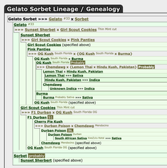 Gelato Sorbet (Sorbet Collection) Female Cannabis Seeds by DNA Genetics