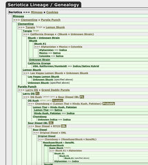 Seriotica Cannabis Seeds by Serious Seeds
