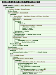 Lazar 115 Regular Cannabis Seeds by Dark Horse Genetics