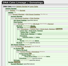DNA Cake Female Weed Seeds By DNA Genetics