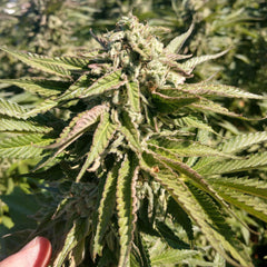 The Azucar Regular Cannabis Seeds by Plantinum Seeds - Terp Hogz