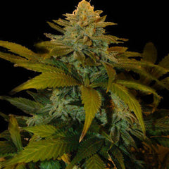Mizzizzippi Mud Regular Cannabis Seeds by Dark Horse Genetics