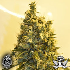 Strawberry Mist Female Weed Seeds by Old School Genetics