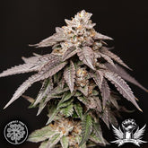 Granita Regular Seeds by Perfect Tree Seeds