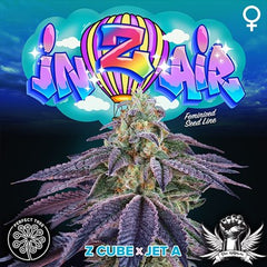 In-Z-Air Female Cannabis Seeds by Perfect Tree Seeds