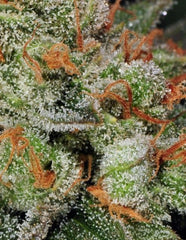 Automatic Bubble Gum Female Cannabis Seeds by T.H.Seeds