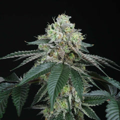 Bingsu Regular Cannabis Seeds by Perfect Tree Seeds