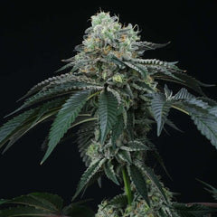 Bingsu Regular Cannabis Seeds by Perfect Tree Seeds