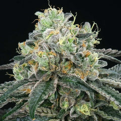 Bingsu Regular Cannabis Seeds by Perfect Tree Seeds