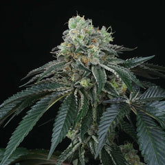 Bingsu Regular Cannabis Seeds by Perfect Tree Seeds