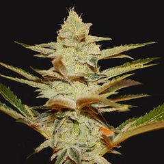 Bloody Zundae Regular Cannabis Seeds by Dark Horse Genetics