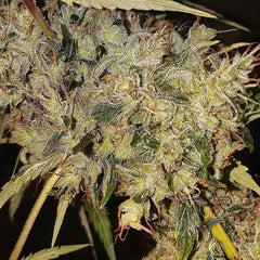 Box of Chemdog Regular Cannabis Seeds by Connoisseur Genetics