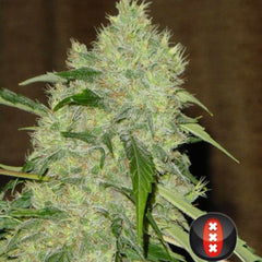 Bubble Gum Female Cannabis Seeds by Serious Seeds
