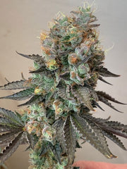 Cheddar Valley Regular Cannabis Seeds by True Canna Genetics