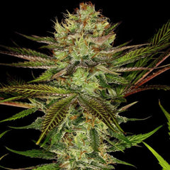 Chocolate Wafflez Female Cannabis Seeds by Paradise Seeds