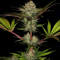 Chocolate Wafflez Female Cannabis Seeds by Paradise Seeds