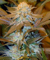 Critical Hog Feminized Cannabis Seeds by T.H.Seeds
