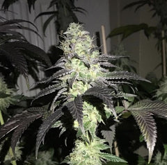 Do Z Dos Female Cannabis Seeds by PhenoFinder Seeds