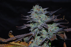 Sour Leda Regular Cannabis Seeds by Karma Genetics