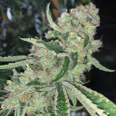 East Coast Sour Peach Regular Weed Seeds by Spitfire Genetics