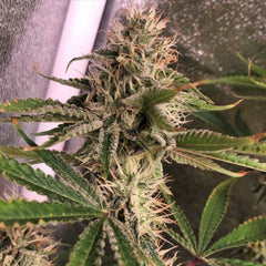 GMP aka Genetically Modified Peachz Regular Weed Seeds by Spitfire Genetics