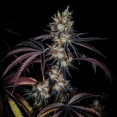 Grape Smash Regular Cannabis Seeds by Dark Horse Genetics