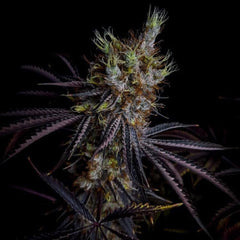 Grape Smash Regular Cannabis Seeds by Dark Horse Genetics