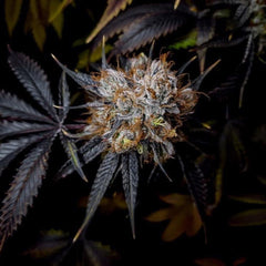 Grape Smash Regular Cannabis Seeds by Dark Horse Genetics