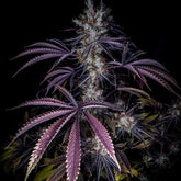 Grape Smash Regular Cannabis Seeds by Dark Horse Genetics