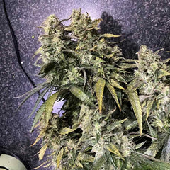 Strawberry Sunset Female Cannabis Seeds by Holy Smoke Seeds