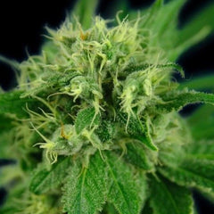 Jack Eh FKA Jack Herer Female Cannabis Seeds by House of the Great Gardener