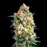 Sticky Barb Female Cannabis Seeds by House of the Great Gardener