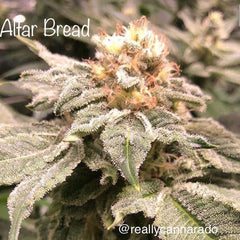 Altar Bread Female Cannabis Seeds by Cannarado Genetics