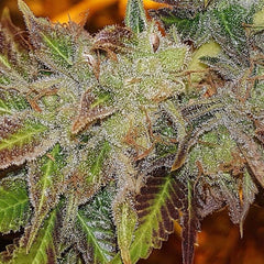 Kush Chem Haze Regular Cannabis Seeds by Connoisseur Genetics